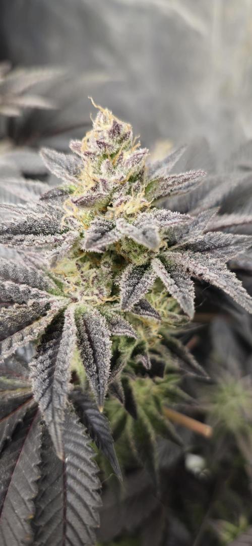 Og cream by farah4weed. Week 14 - OG Cream By Farah4weed
week 8 flowering