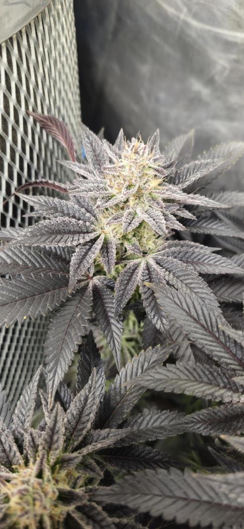 Og cream by farah4weed. Week 14 - OG Cream By Farah4weed
week 8 flowering