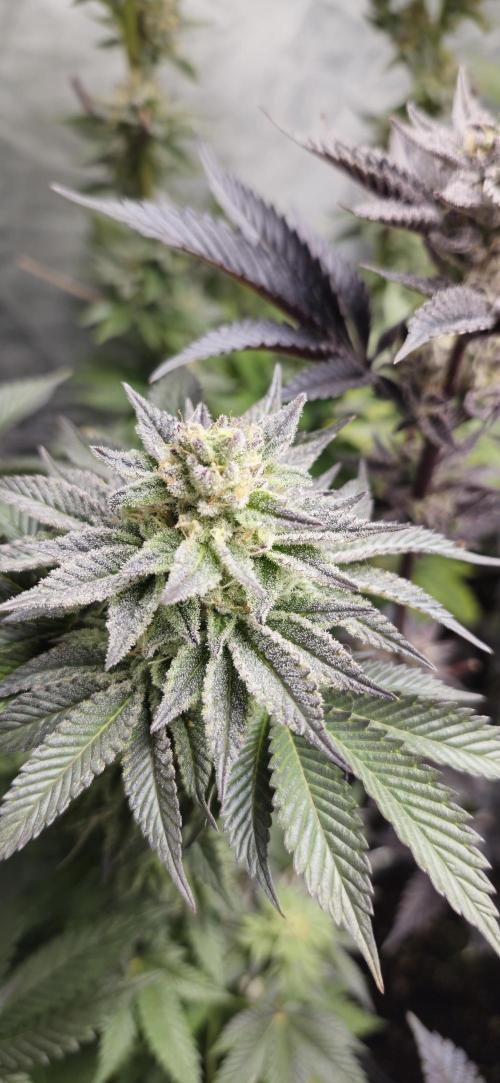 Og cream by farah4weed. Week 14 - OG Cream By Farah4weed
week 8 flowering