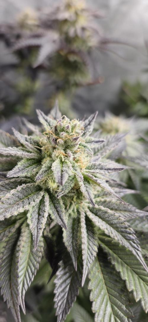 Og cream by farah4weed. Week 14 - OG Cream By Farah4weed
week 8 flowering