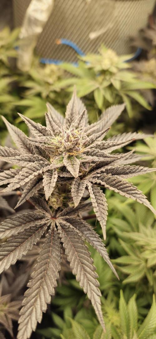 Og cream by farah4weed. Week 14 - OG Cream By Farah4weed
week 8 flowering