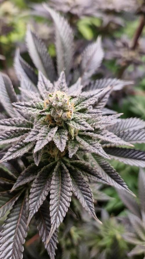 Og cream by farah4weed