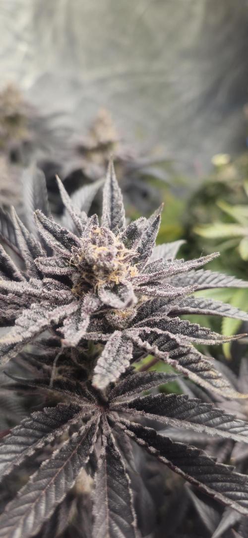 Og cream by farah4weed. Week 15