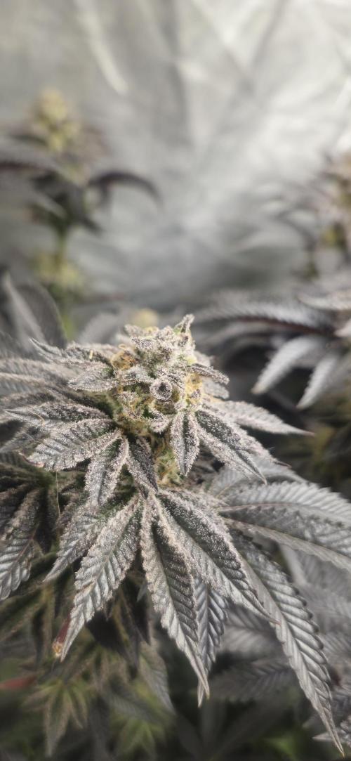 Og cream by farah4weed. Week 15
