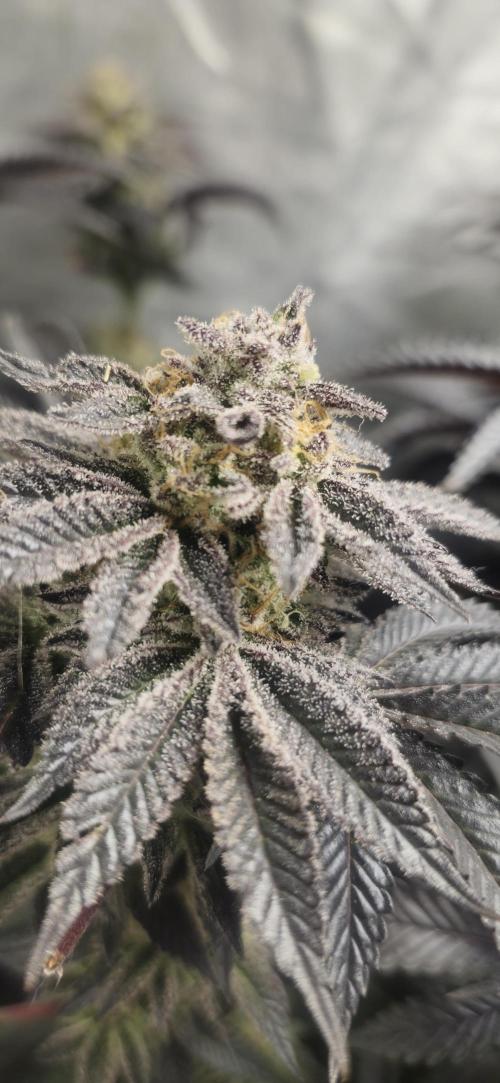 Og cream by farah4weed. Week 15