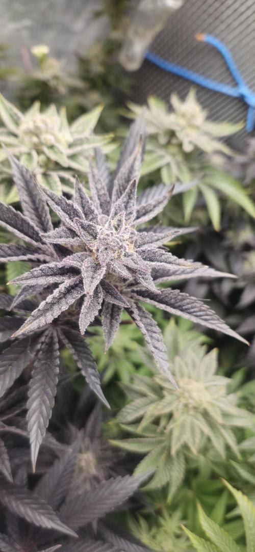 Og cream by farah4weed. Week 15