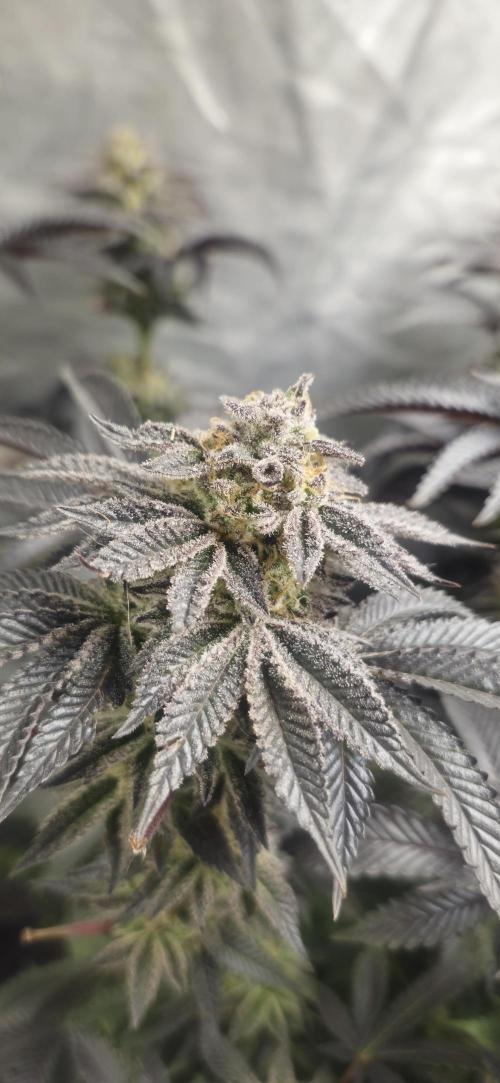 Og cream by farah4weed. Week 15