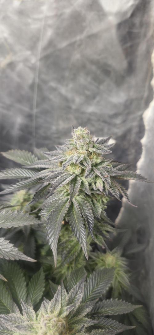 Og cream by farah4weed. Week 15
