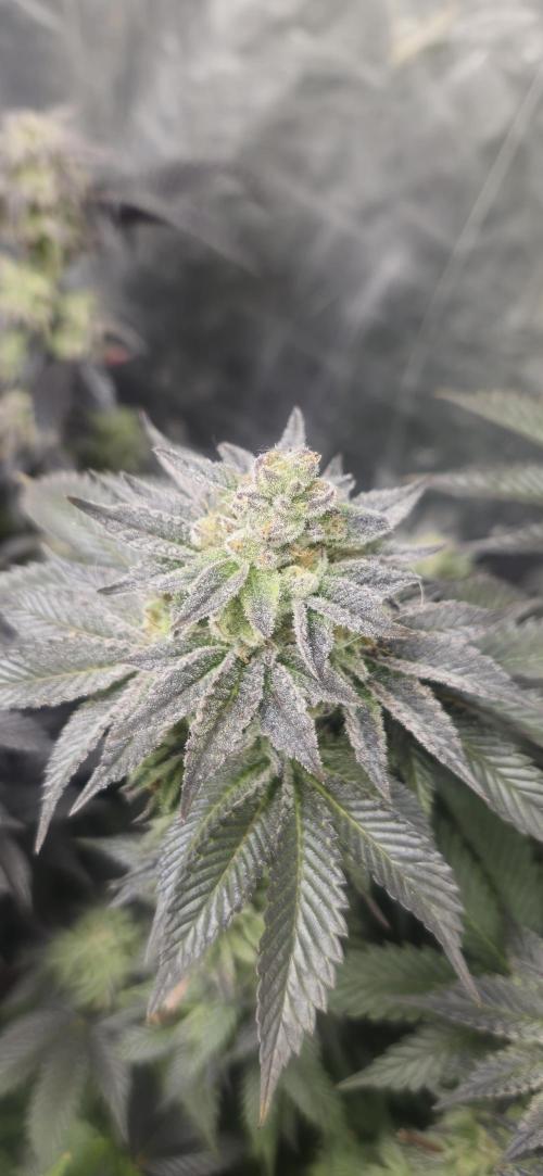 Og cream by farah4weed. Week 15 - OGCream last