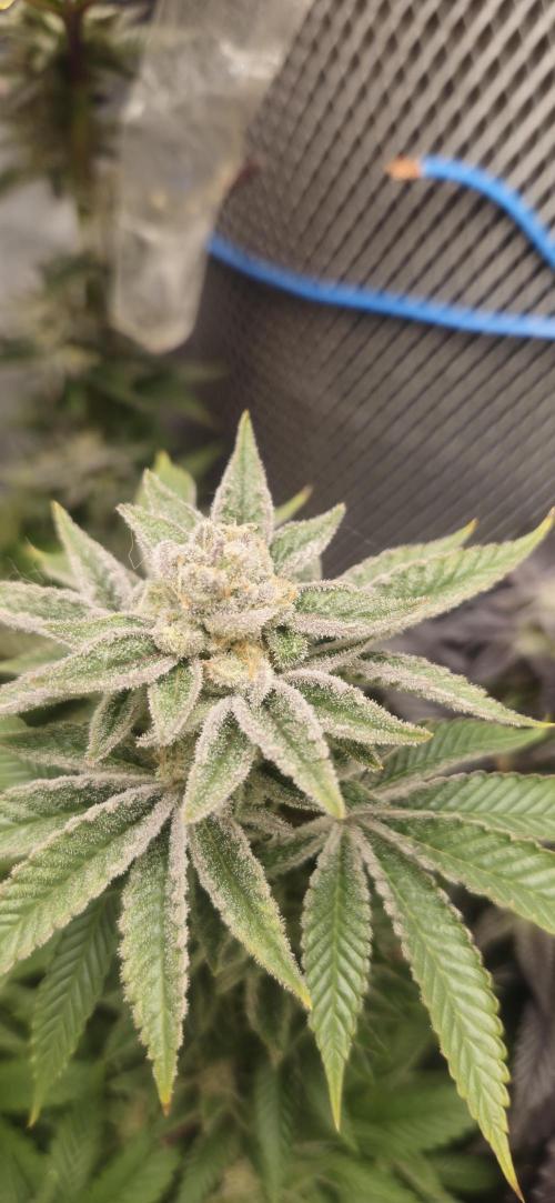 Og cream by farah4weed. Week 15