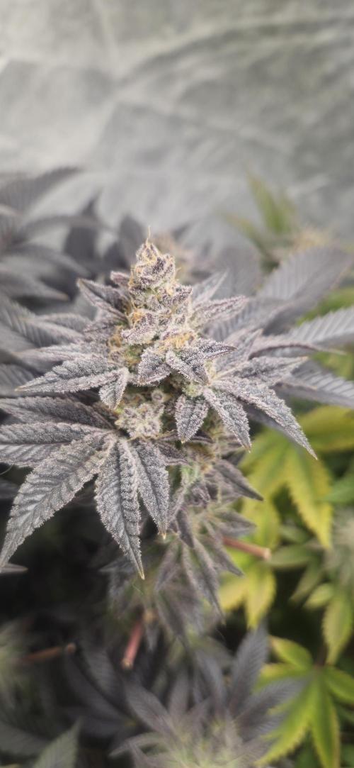 Og cream by farah4weed. Week 15