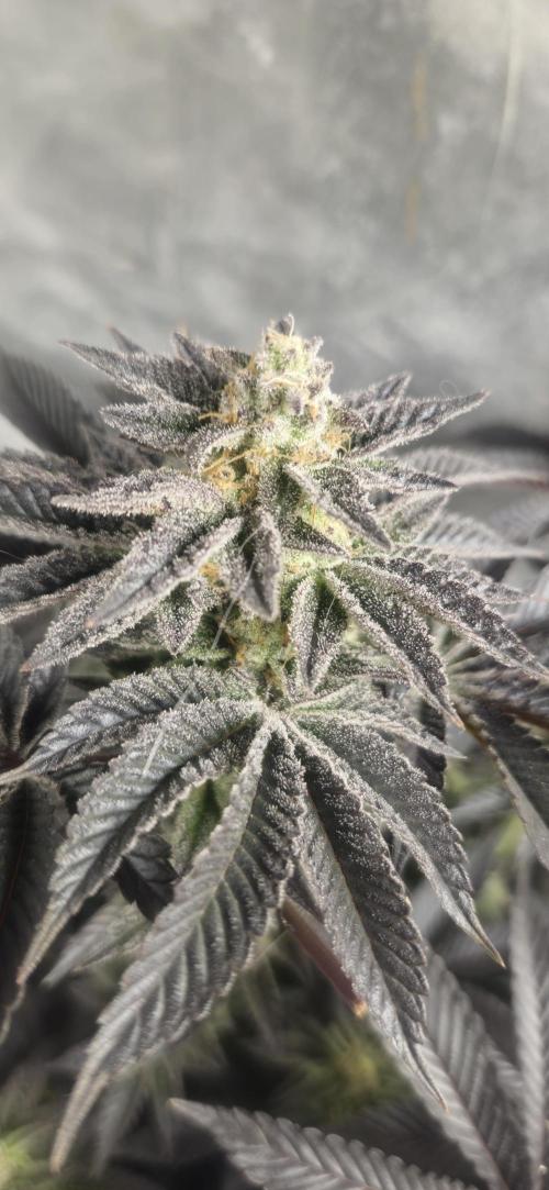 Og cream by farah4weed. Week 15