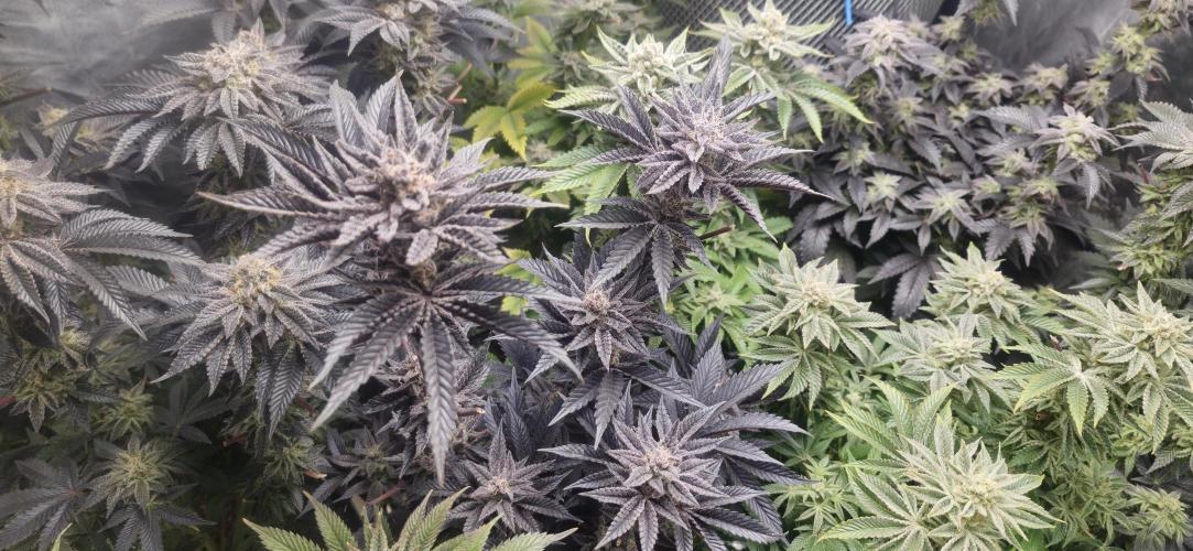 Og cream by farah4weed. Week 15