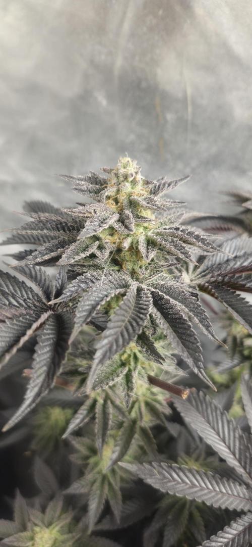 Og cream by farah4weed. Week 15