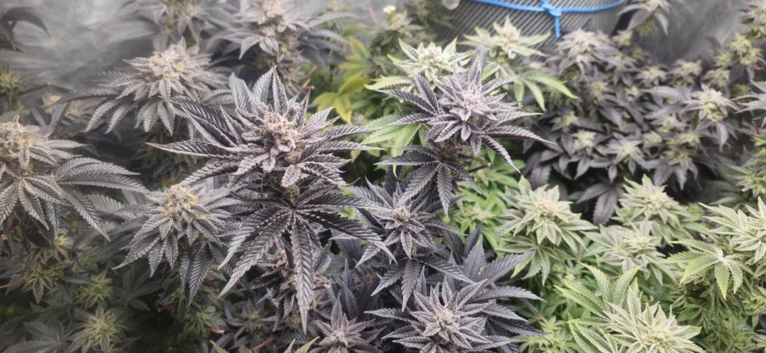 Og cream by farah4weed. Week 15