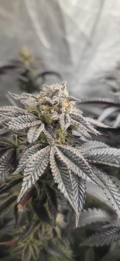 Og cream by farah4weed. Week 15