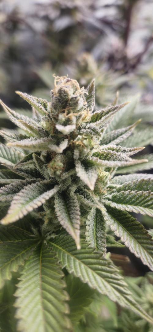 Og cream by farah4weed. Week 15