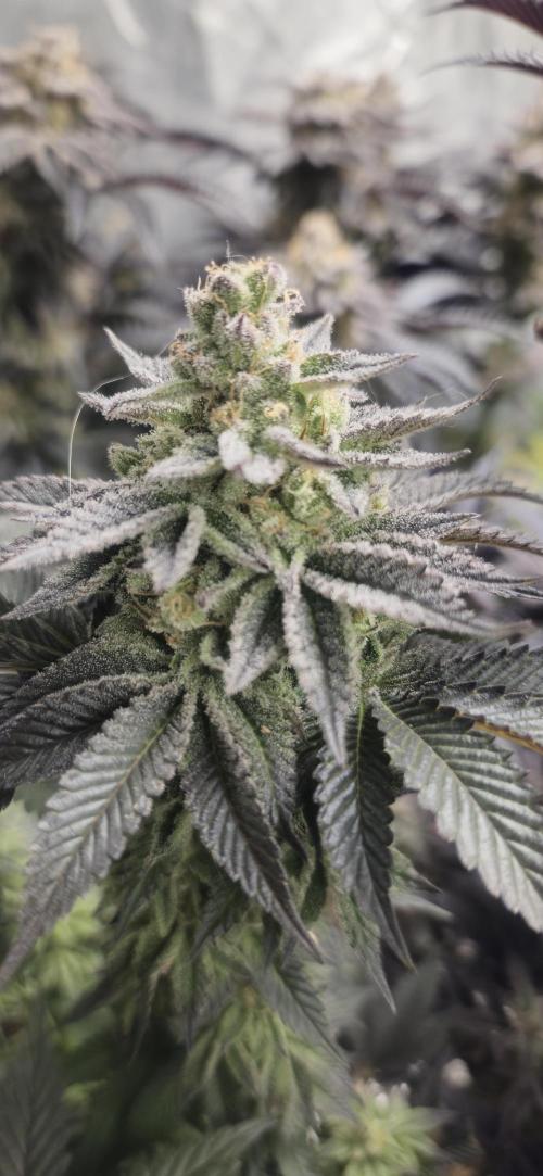 Og cream by farah4weed. Week 15