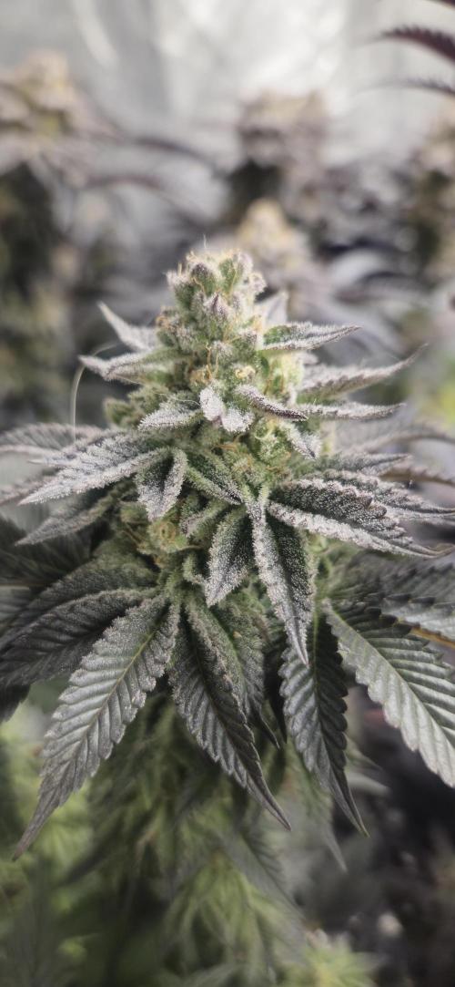 Og cream by farah4weed. Week 15