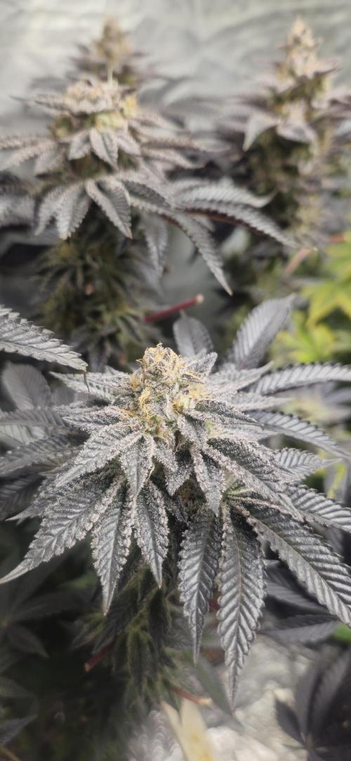 Og cream by farah4weed. Week 15