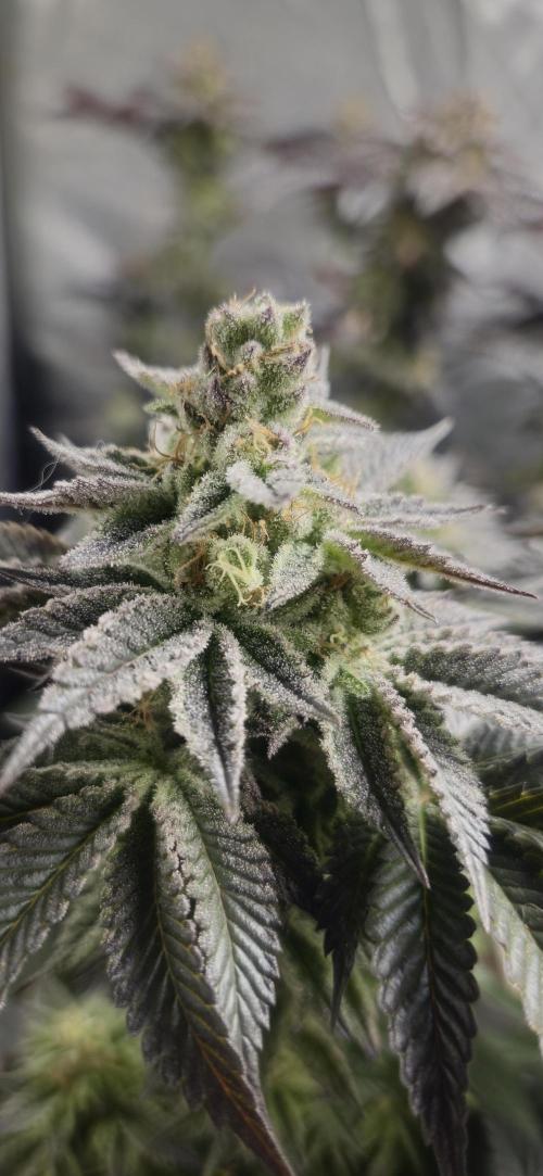 Og cream by farah4weed. Week 15