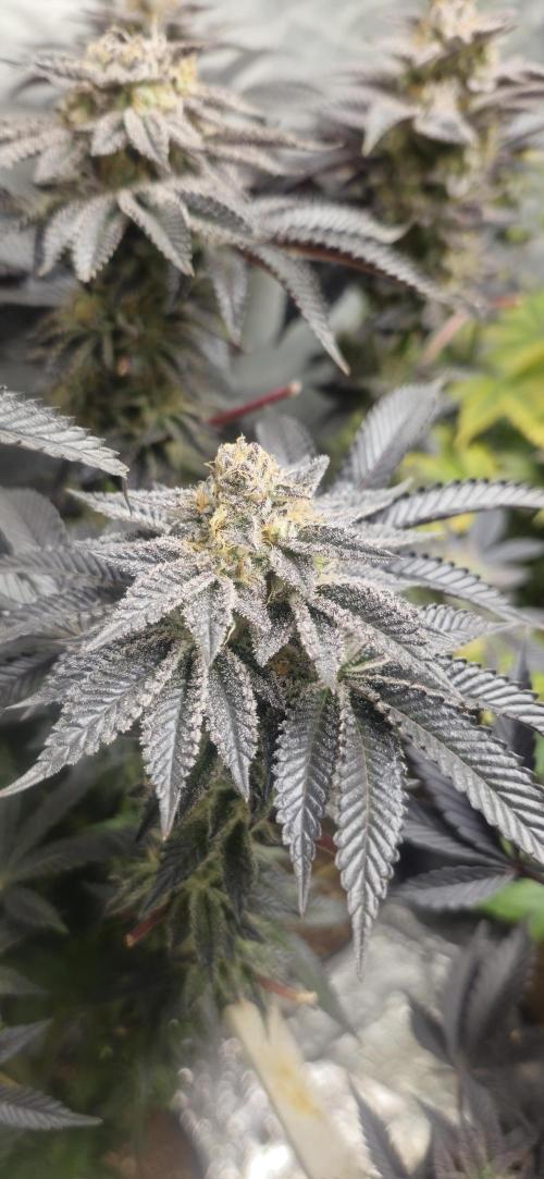 Og cream by farah4weed. Week 15