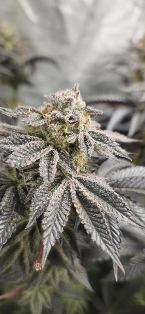 Og cream by farah4weed. Week 15