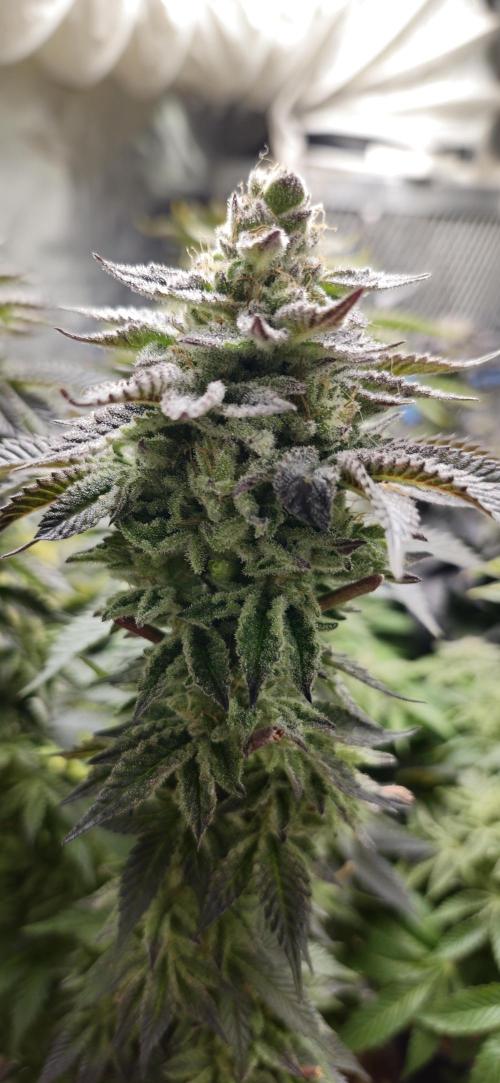 Og cream by farah4weed. Week 15