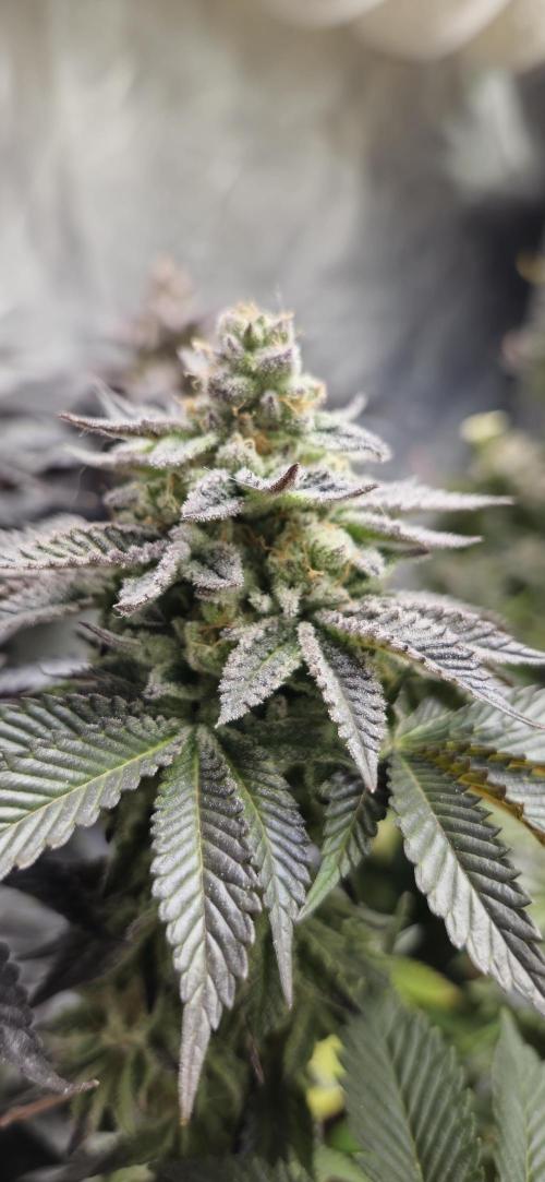 Og cream by farah4weed. Week 15