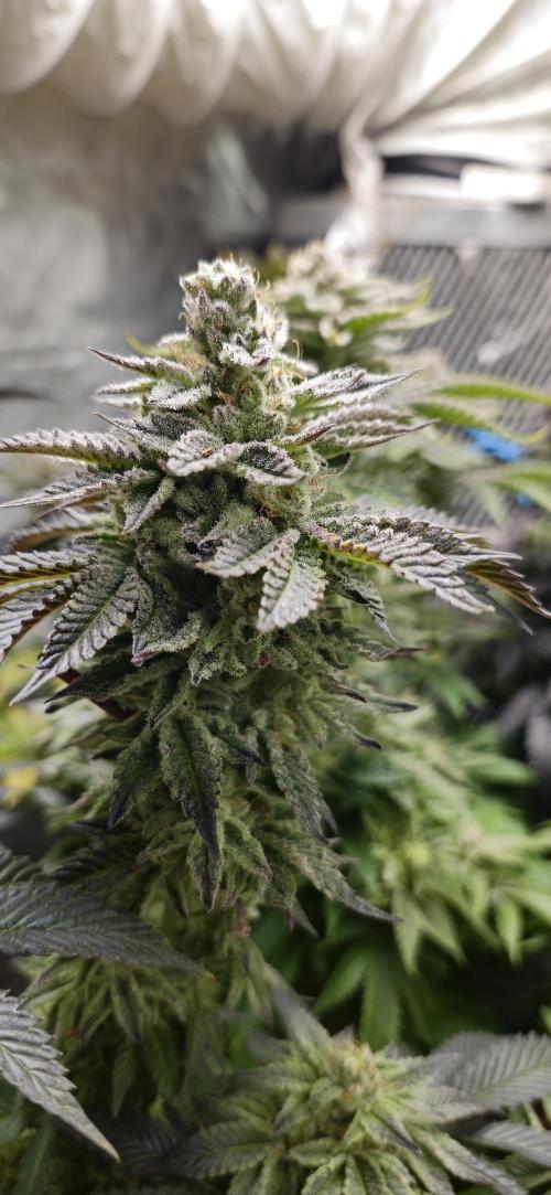 Og cream by farah4weed. Week 15