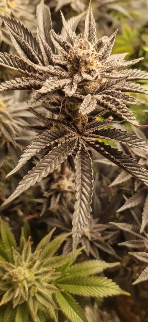 Og cream by farah4weed
