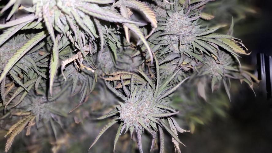 Og cream by farah4weed. Week 16 - OG Cream F1 harvest 👽