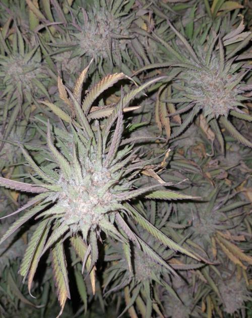 Og cream by farah4weed. Week 16 - OG Cream F1 harvest 👽