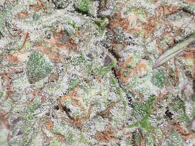 Og cream by farah4weed. Week 16 - OG Cream F1 harvest 👽