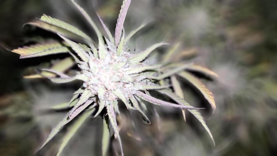 OG cream (OG kush × cakes n cream). Week 16