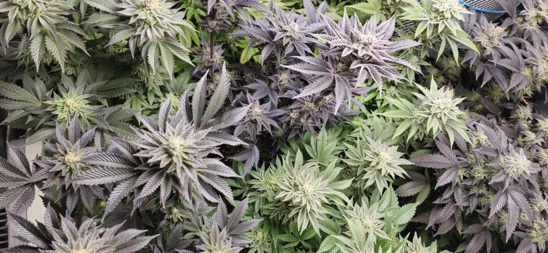 Og cream by farah4weed. Week 14 - OG Cream By Farah4weed
week 8 flowering