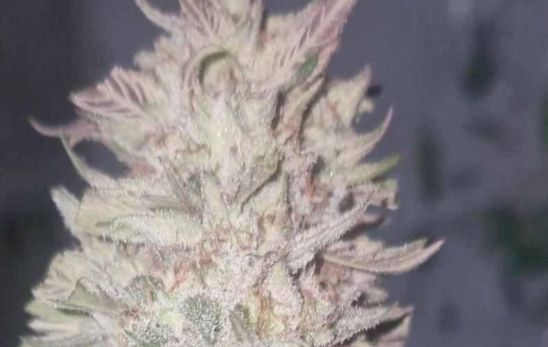 Og cream by farah4weed. Week 16 - OG Cream Before curing👽