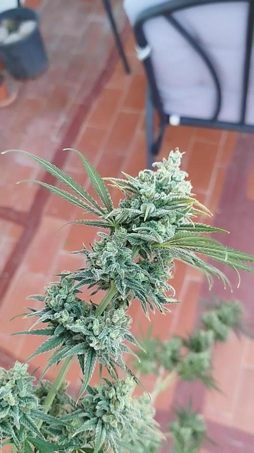 Cultivo Indoor Amazon