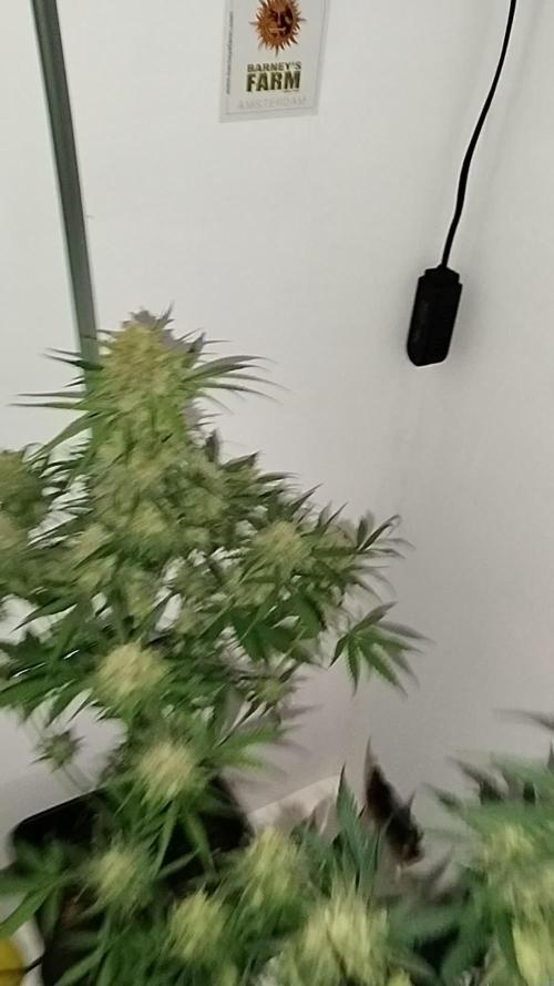 Cultivo Indoor Amazon