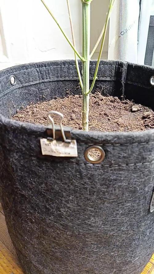 SUPER SATIVA SEED CLUB