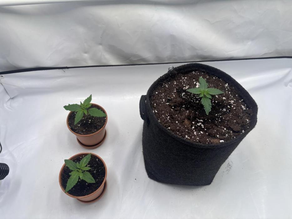 Nori Cake & Frostbanger Auto. Week 2 - Nori Cake & Frostbanger Auto an Tag 11
