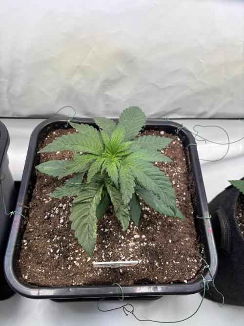 Nori Cake & Frostbanger Auto F4. Week 4