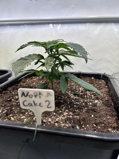 Nori Cake & Frostbanger Auto F4. Week 4
