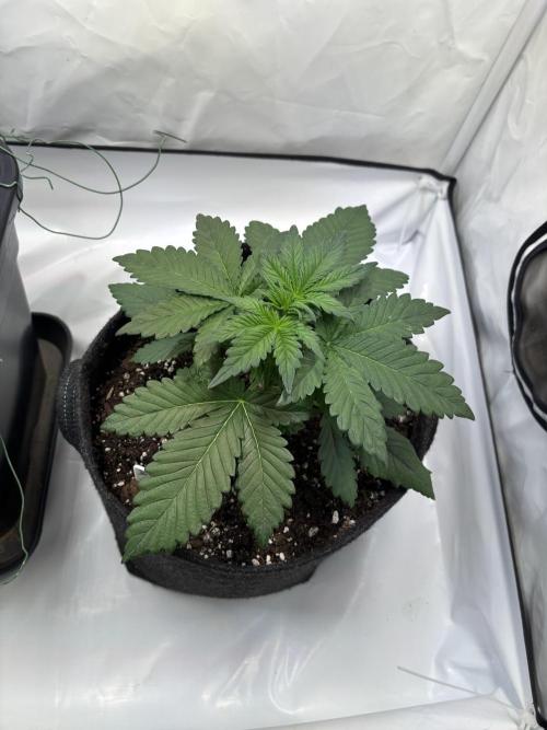 Nori Cake & Frostbanger Auto F4. Week 4