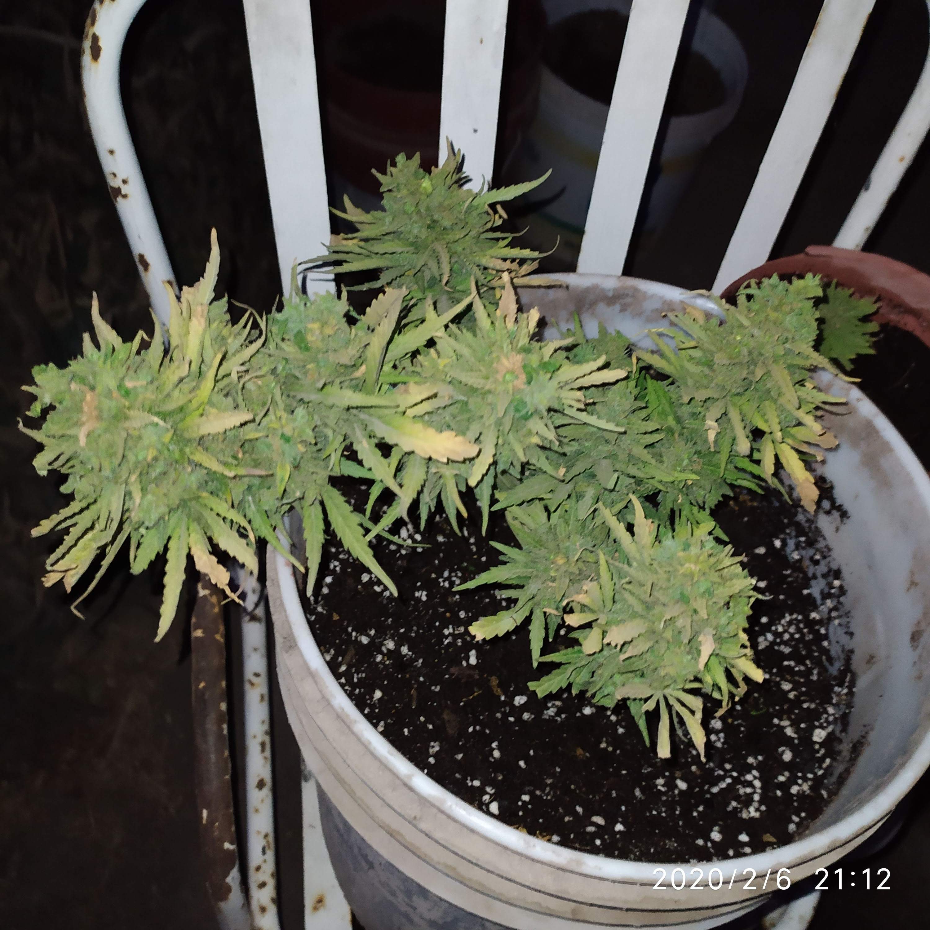 Royal Queen Seeds Amnesia Haze Automatic, Royal Queen Seeds Amnesia Haze Automatic grow diary