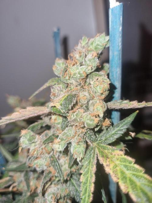Johnnytoker