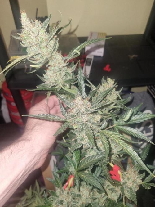 Johnnytoker