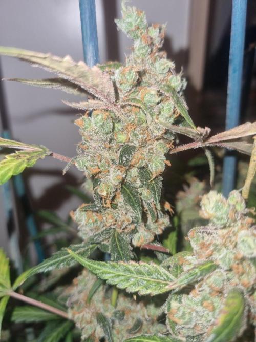 Johnnytoker