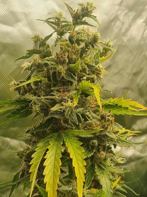Johnnytoker
