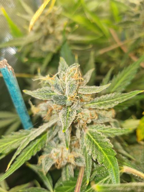 Johnnytoker